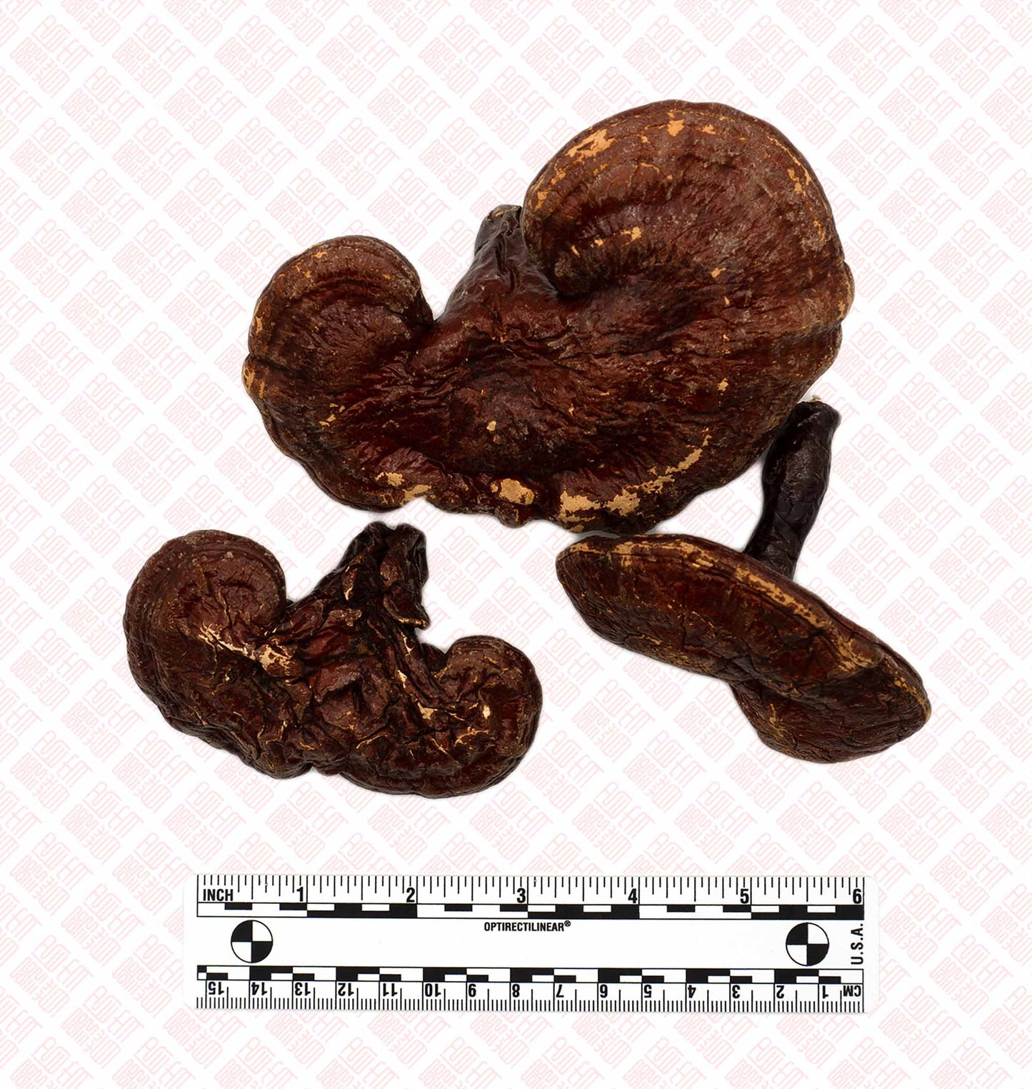 Lingzhi (Reishi) Mushroom 灵芝