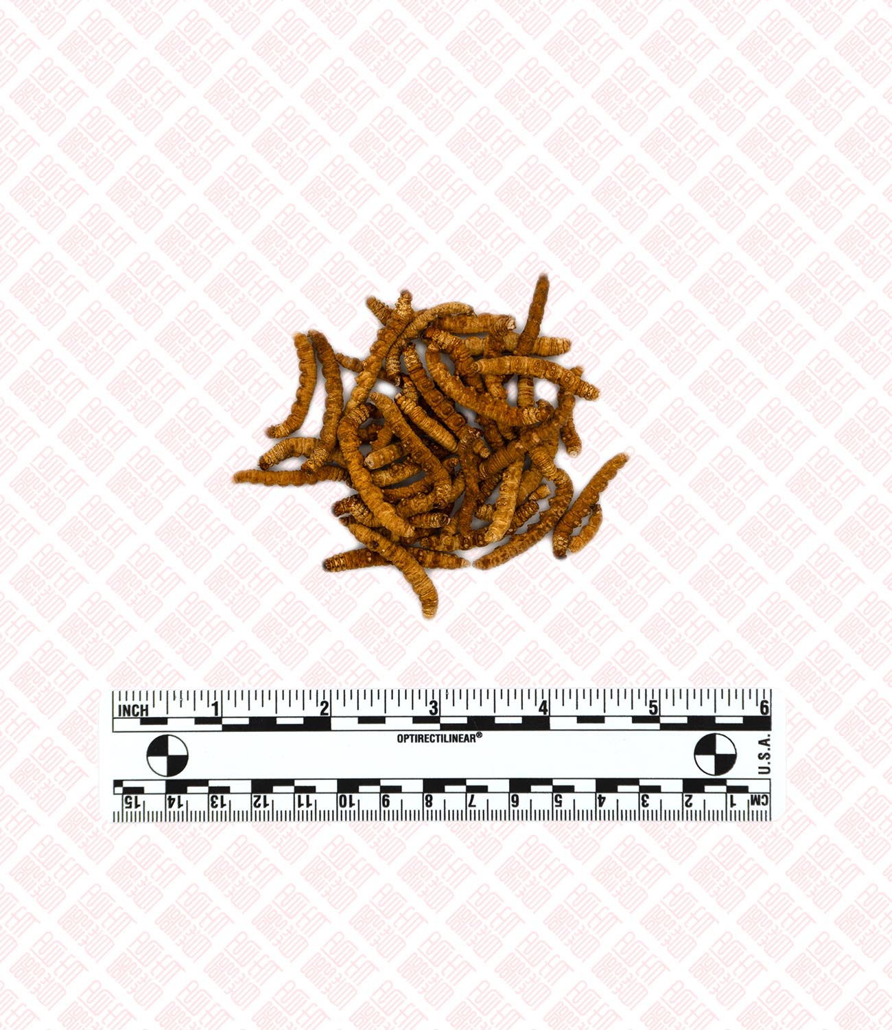 Tibetan Cordyceps sinensis 西藏冬虫夏草