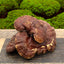 Lingzhi (Reishi) Mushroom 灵芝
