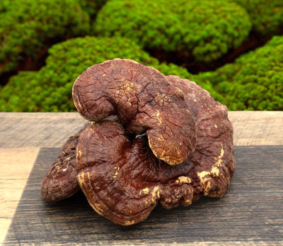 Lingzhi (Reishi) Mushroom 灵芝