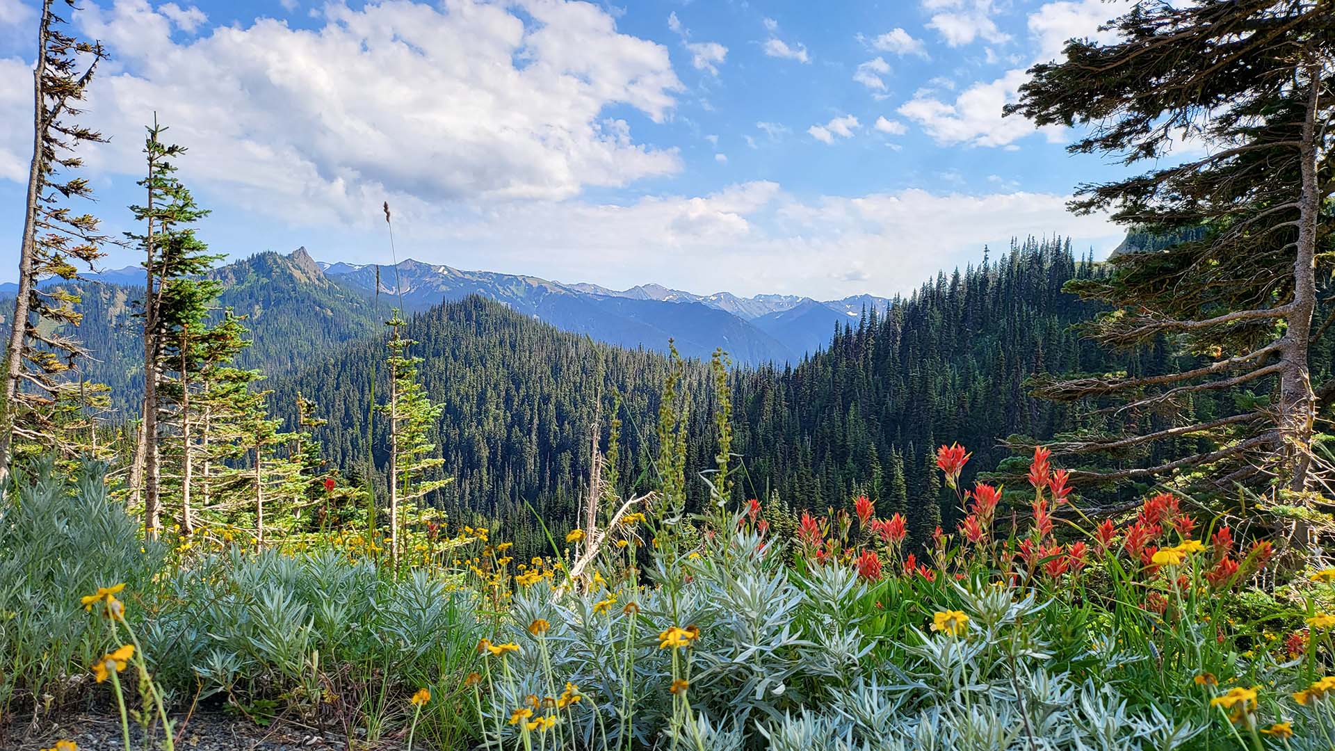 Indochina Ginseng 印支参茸