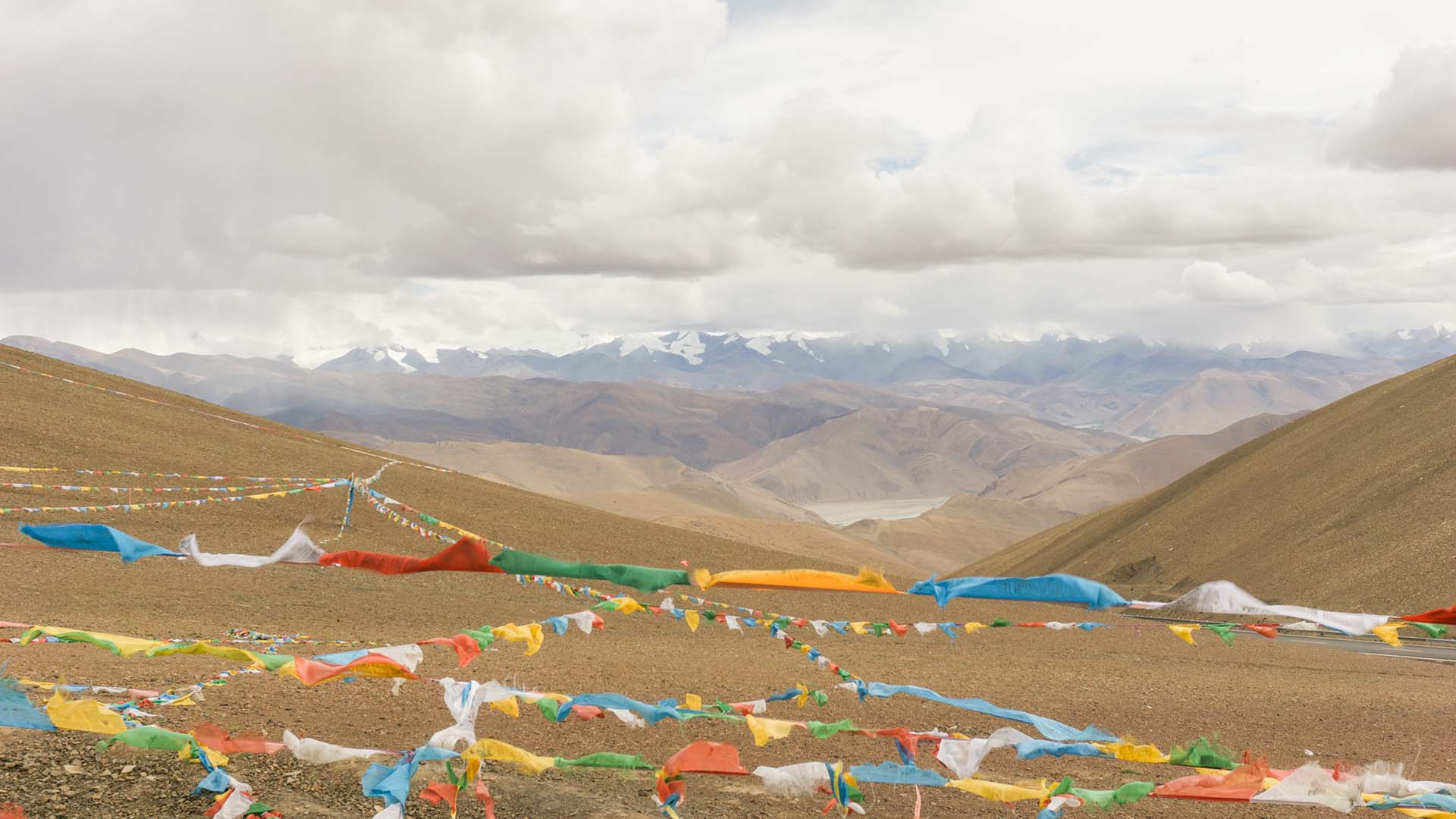 Indochina Ginseng 印支参茸